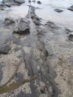 Albums/20060200-New Zealand 2006/20060313-Catlins/27